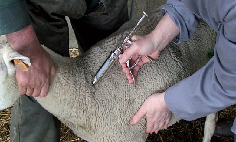 ONSSA : Lancement de la campagne nationale de vaccination du cheptel