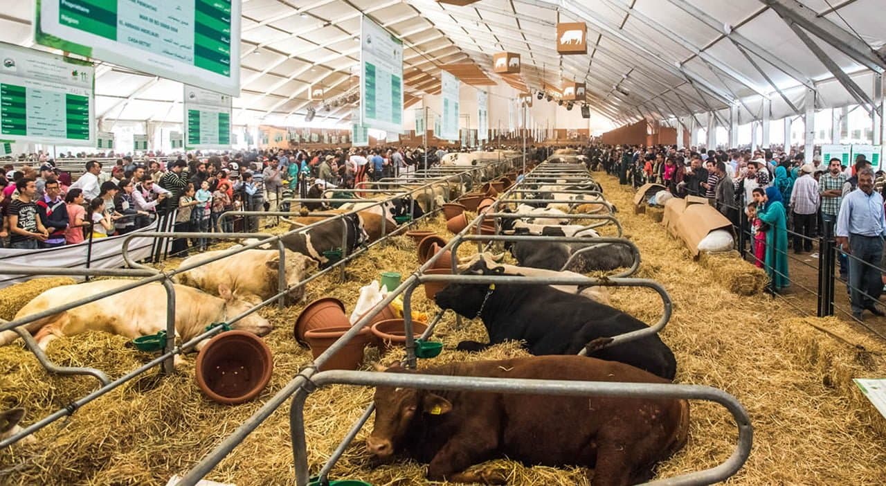 Oriental : 143 750 Qx d’orge subventionnée distribués aux éleveurs