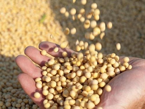 Monde : L’Argentine suspend ses exportations de tourteaux et d’huile de soja