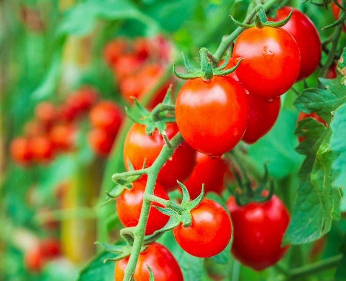 L’Algérie face au défi de la production de tomates