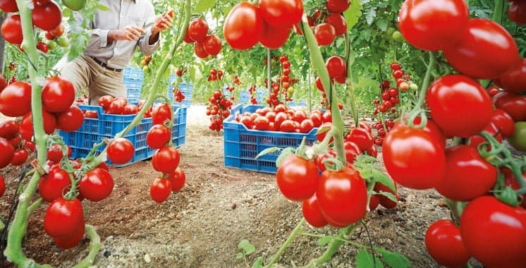 Tomates : Pourquoi le Maroc a totalement perdu le marché russe ?