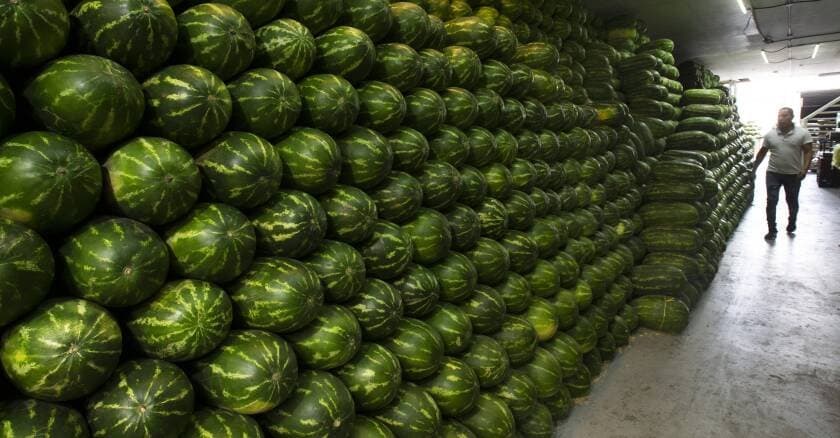 Les pastèques précoces du Maroc gagnent le marché