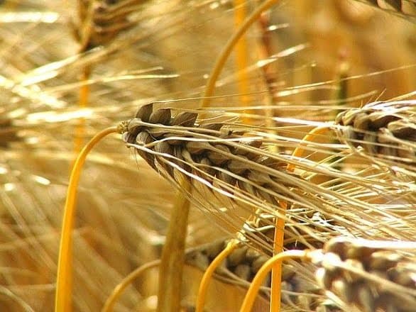 Sefrou : La moitié des cultures d’automne sauvée par les pluies