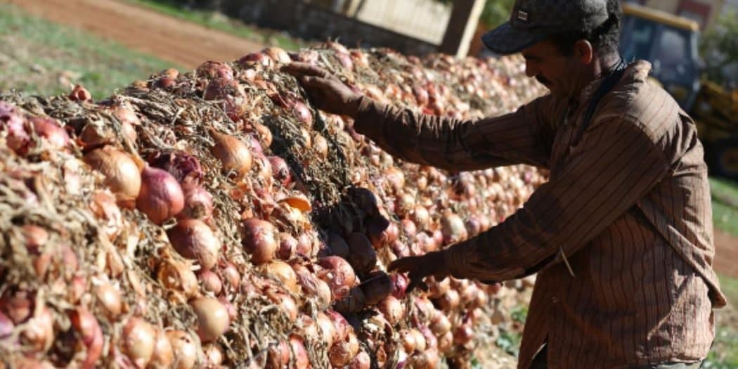 El Hajeb : Plus de 128.000 ha cultivés à ce jour