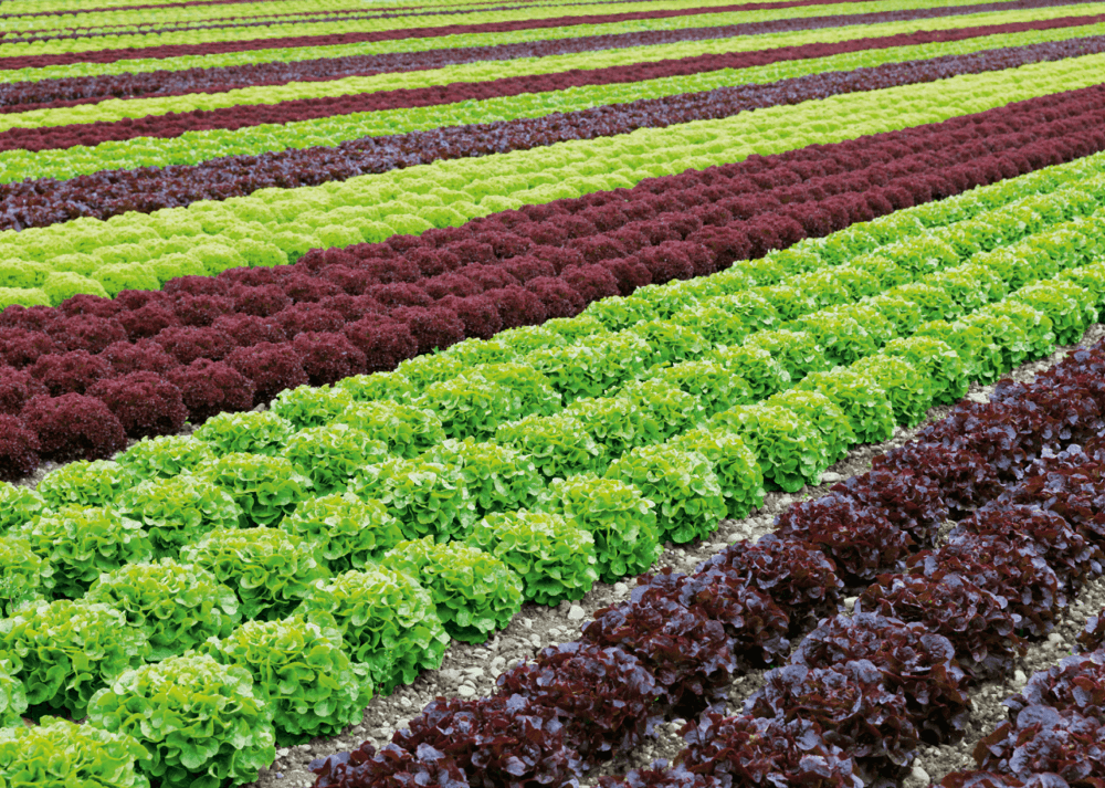 Les européens veulent de la laitue, une opportunité pour les producteurs marocains ?