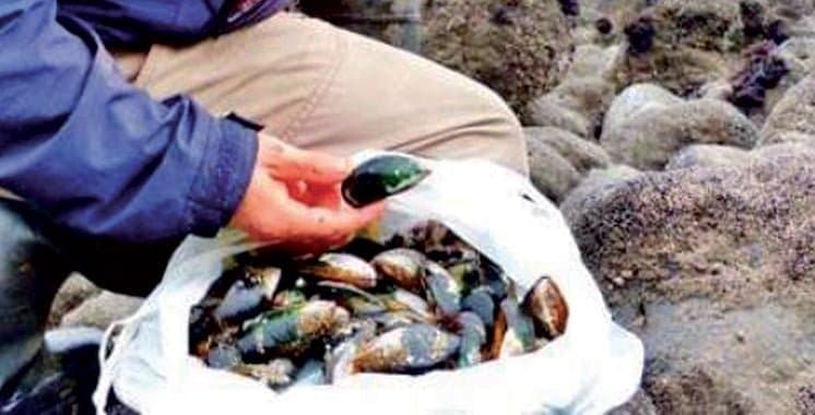 Agadir: Interdiction de la récolte et la commercialisation des coquillages issus de la zone Douira-Sidi R’bat