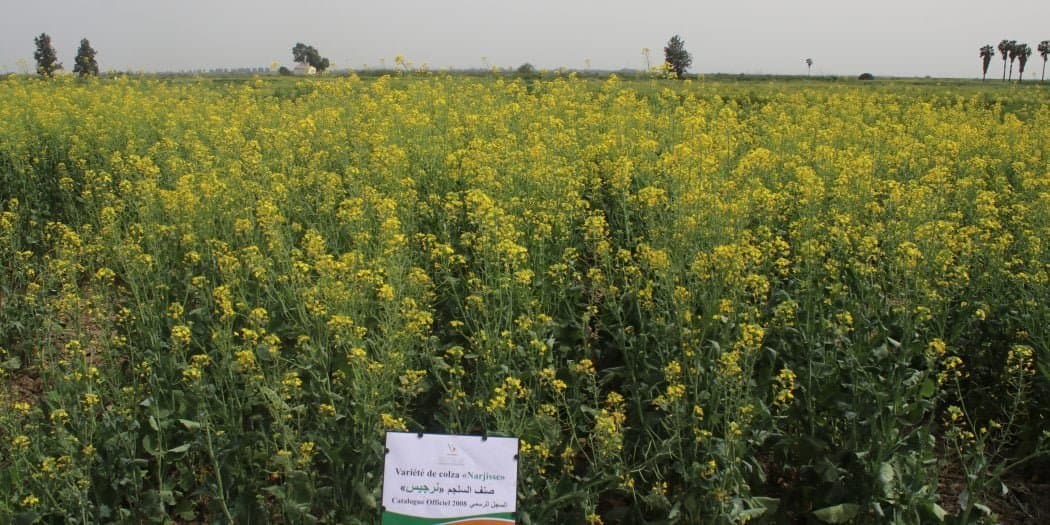 INRA : Journée démonstration de variétés Colza à Douyet le 11 mai 2022