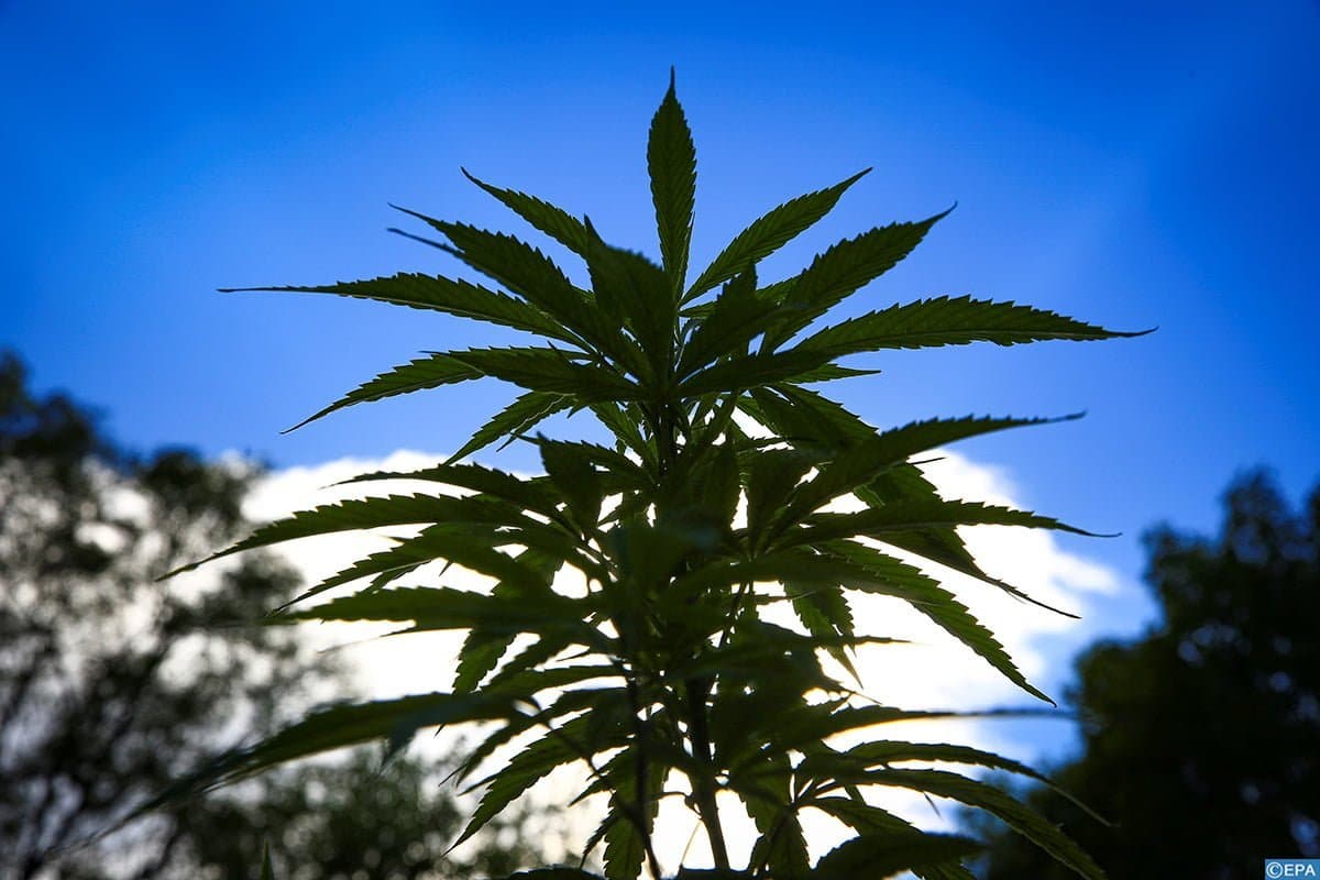 Usages licites du cannabis: Trois questions à Lamia Tazi, Vice-présidente de la FMIIP