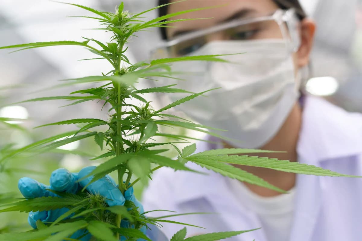 Cannabis: Vers la reconversion progressive des agriculteurs dans des activités légales