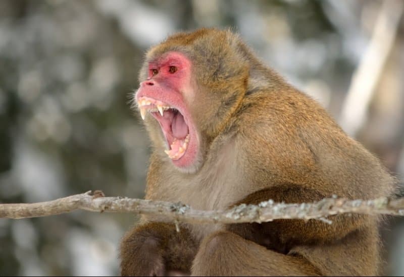 JAPON: ATTAQUES DE MACAQUES, 42 BLESSÉS DEPUIS DÉBUT JUILLET