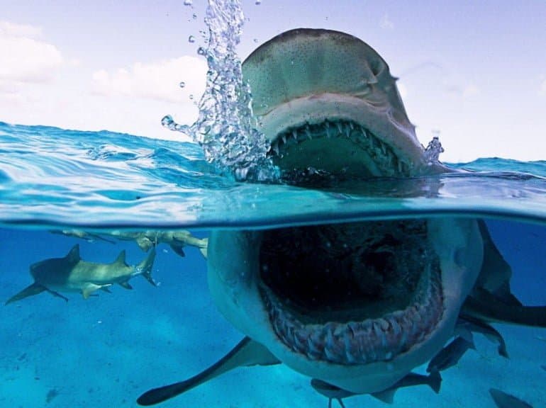 Egypte: deux touristes attaquées par un requin en Mer Rouge "les sauveteurs ont dit qu'il n'y avait pas de requin"