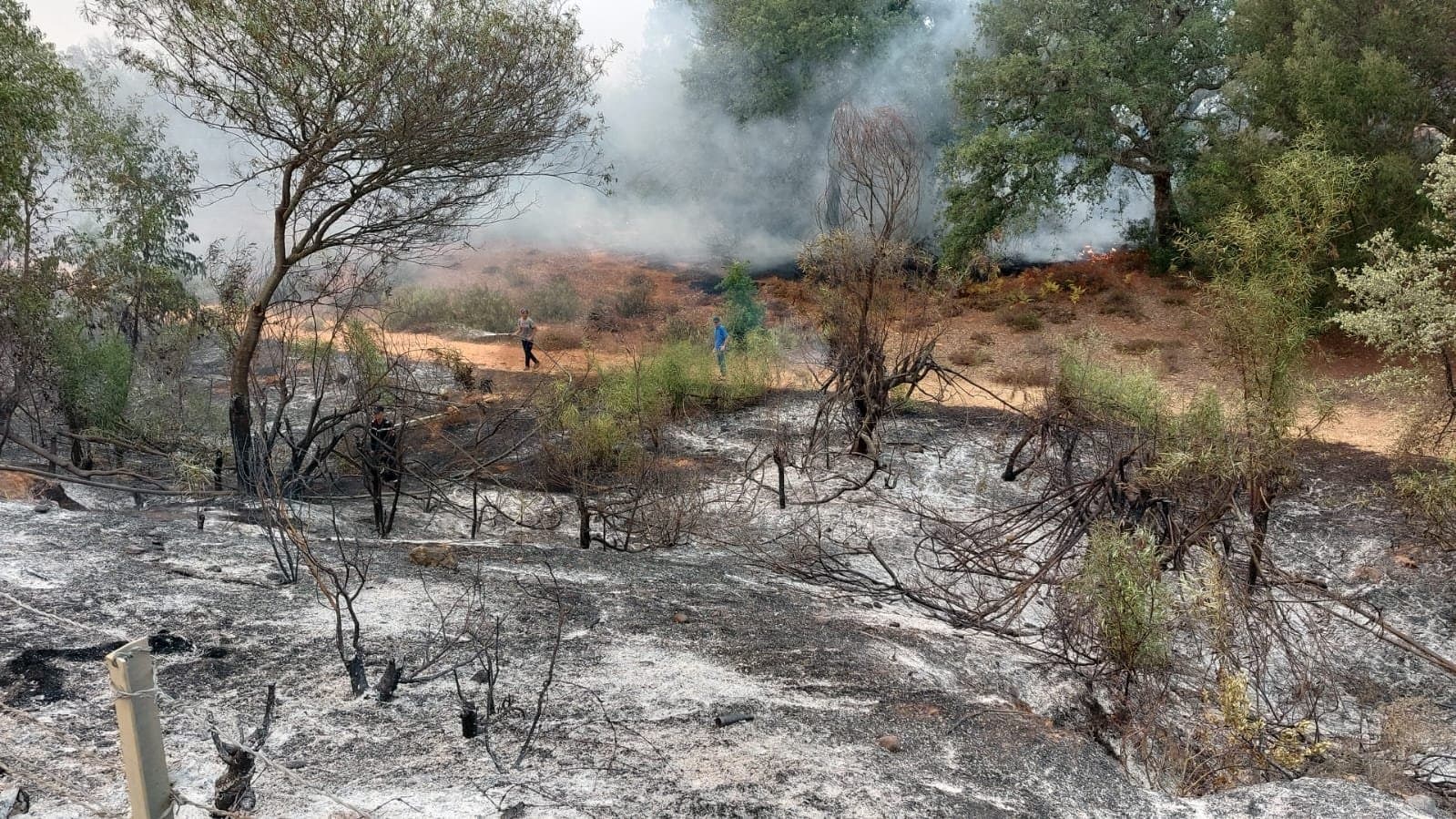 Larache : 900 ha détruits par les incendies et un corps découvert