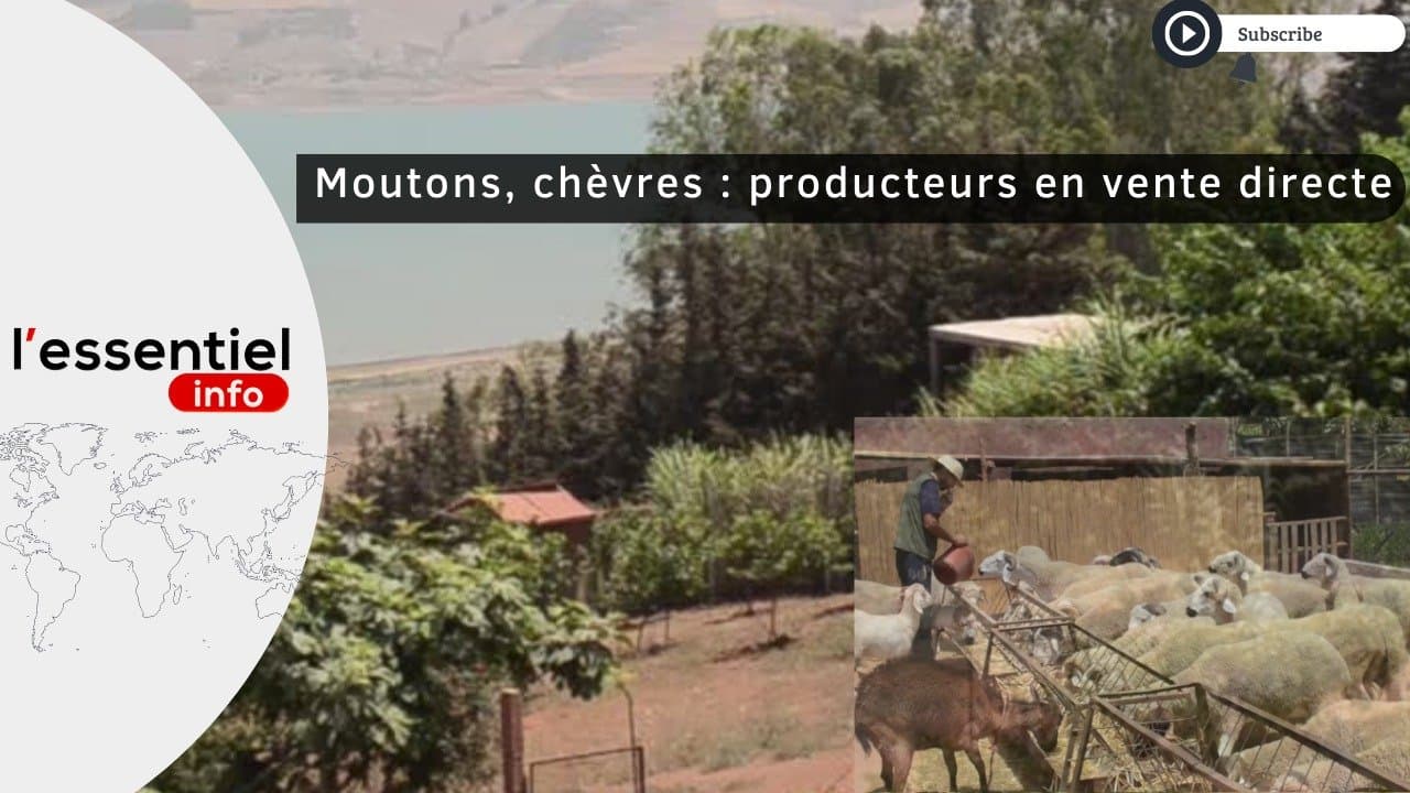 VIDEO - Moutons , chèvres:  Les éleveurs .. vente directe
