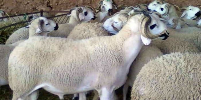 Aïd Al Adha: l’élevage confirme sa résilience