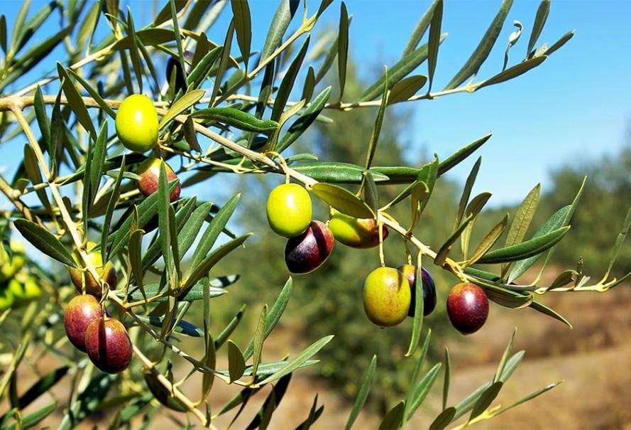 Culture de l'olive: La récolte de cet automne menacée