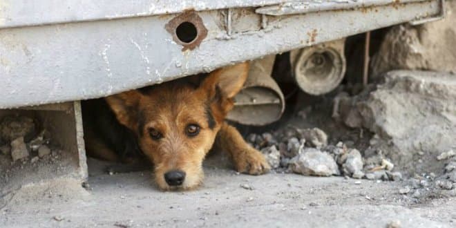 Lutte contre le phénomène des chiens errants: l’Ordre national des vétérinaires s'en mêle