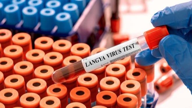Langya-Henipavirus (LayV) : que sait-on de ce nouveau virus identifié récemment en Chine ?