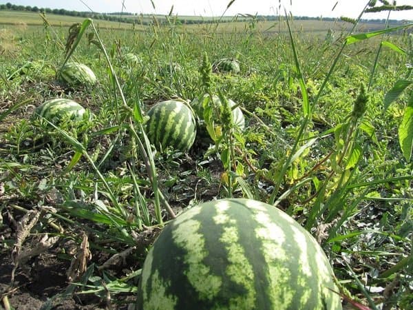 Chichaoua: entre sécheresse et culture de la pastèque