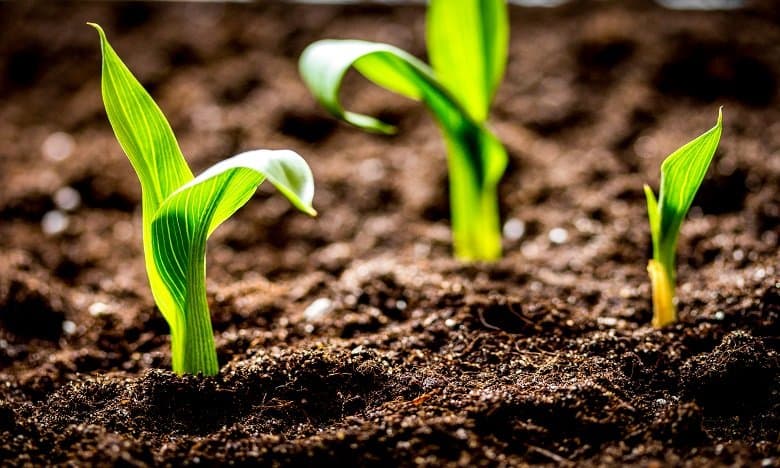 FAO : un programme de systèmes agroalimentaires solides pour sept pays dont le Maroc