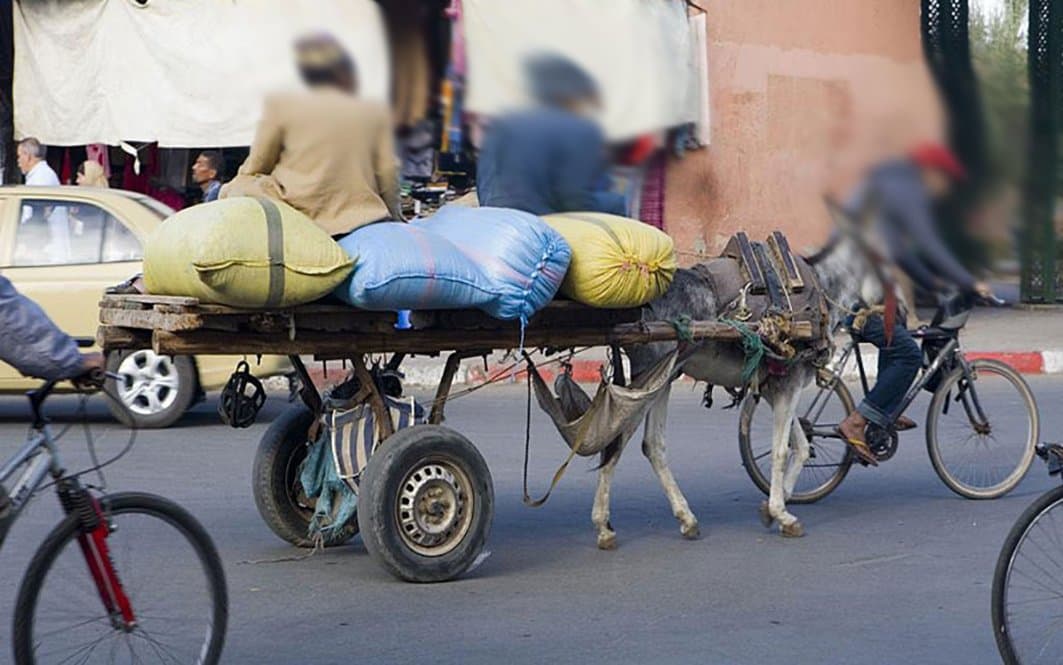 Nabila Rmili: La circulation des charrettes à  traction animale dans Casablanca