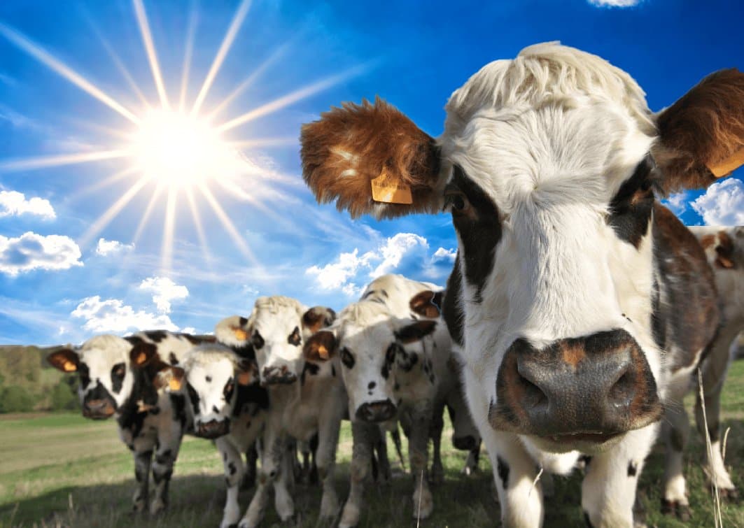 Vaches, méthane, stockage de carbone et changement climatique