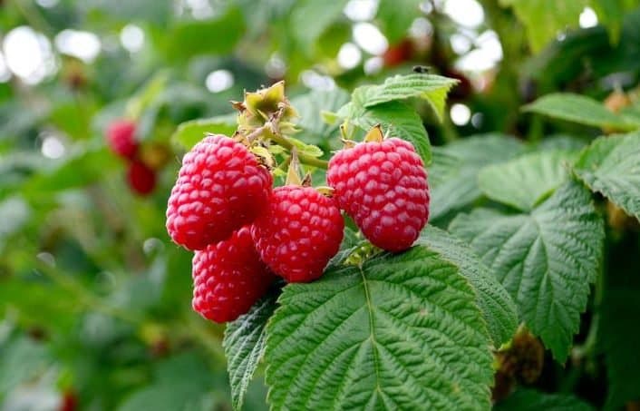 Les exportations de framboises vers l’UE explosent