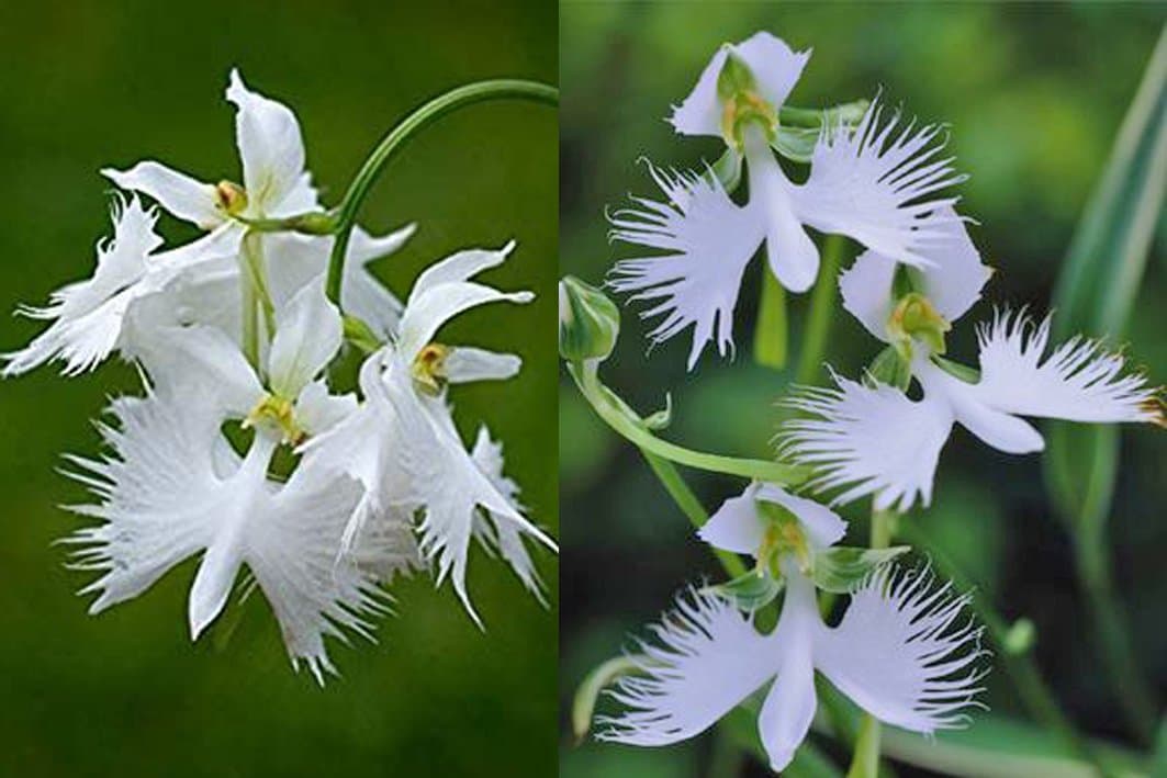 Japon: Découverte d'une nouvelle espèce d'orchidée ressemblant à du verre