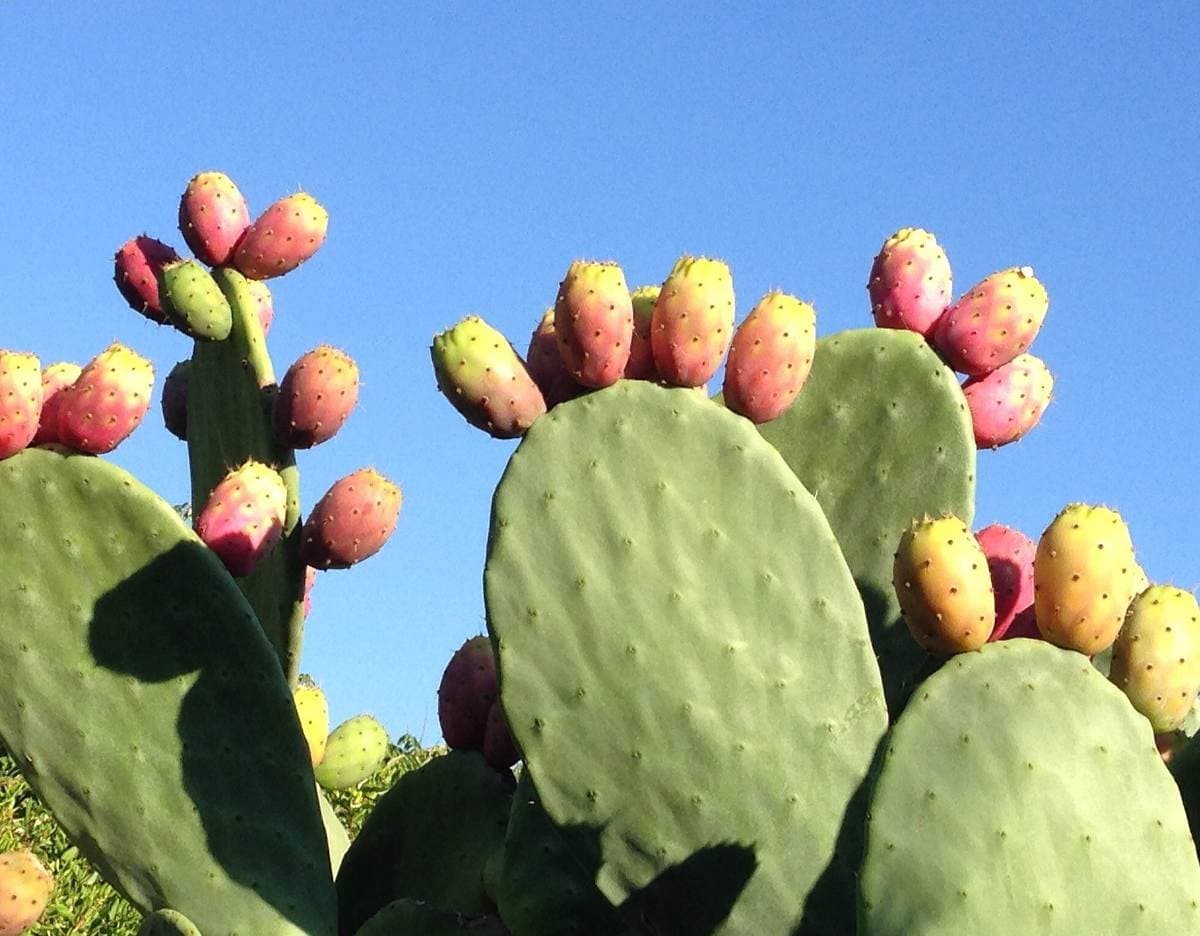 La production de figues de barbarie chute à cause de la cochenille