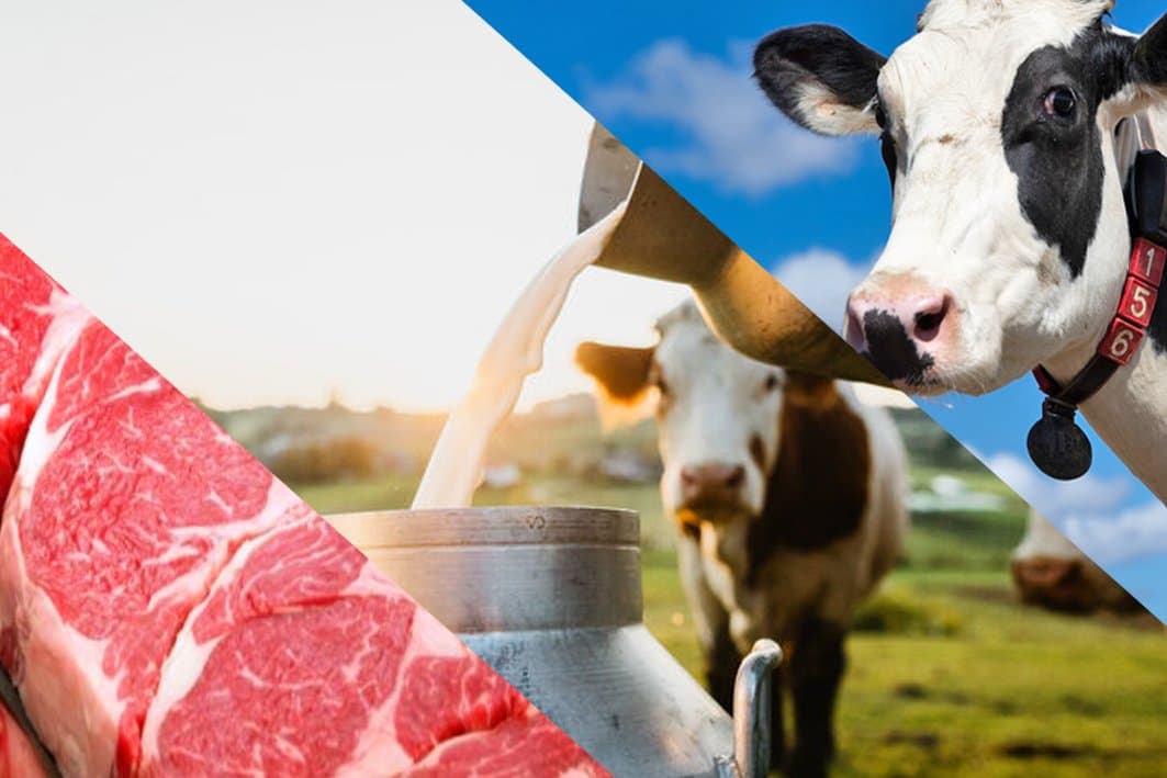 Viande : abattage interdit de certaines races de vaches laitières