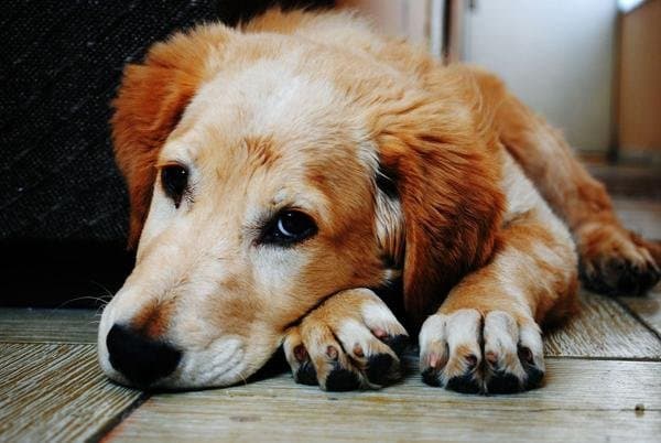 Près d'une trentaine d'associations révoltées contre l'abattage de chiens et chats au Maroc