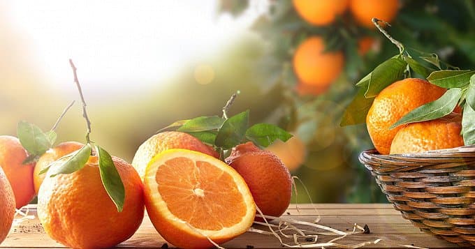Oranges: La baisse de la production mondiale inquiète la profession des jus de fruits