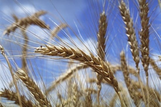 Saison 2023/2024: Qui sera le premier importateur mondial de blé?