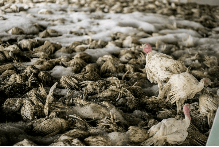 Grippe aviaire: Près de 1,3 million de volailles abattues dans une seule ferme aux Etats-Unis