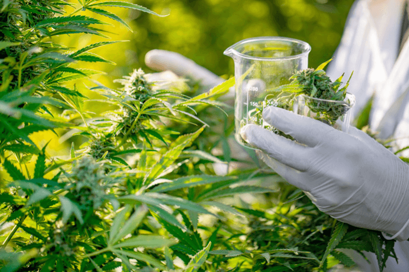 Cannabis légal : 609 autorisations délivrées à fin novembre 2023.
