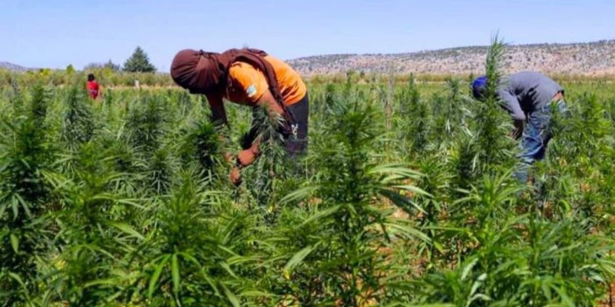 Environ 45 MDH pour la création d’une zone dédiée aux activités de transformation de cannabis