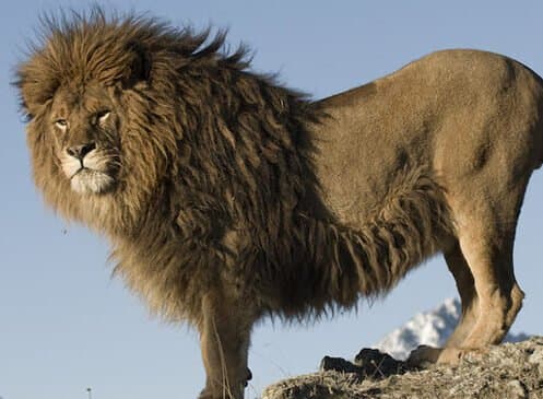 Un lion se trouve-t-il dans la région de Khénifra et d’Oulmès?