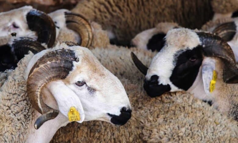 Le gouvernement clarifie sa politique d'importation des moutons et garantit la stabilité des prix du gaz