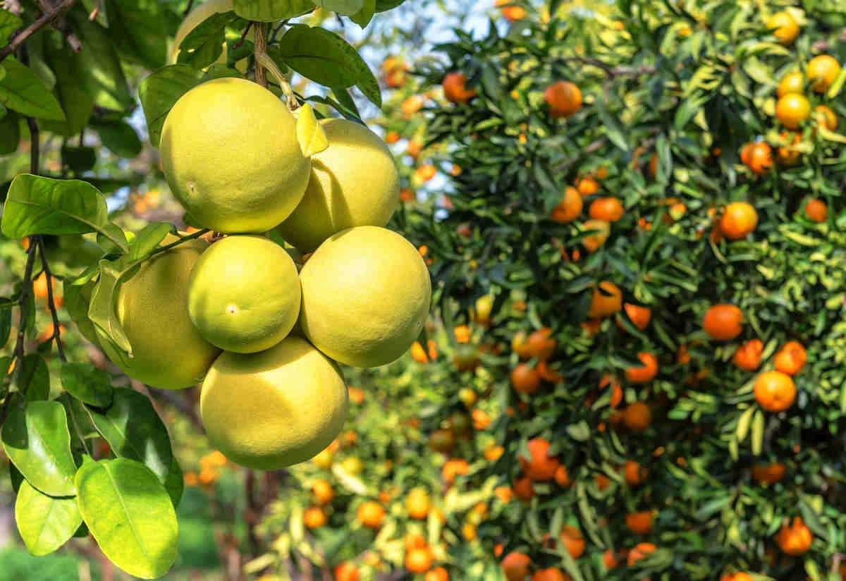 Crise Sans Précédent dans la Région de Souss : 1500 Hectares d'Arbres Arrachés à Taroudant