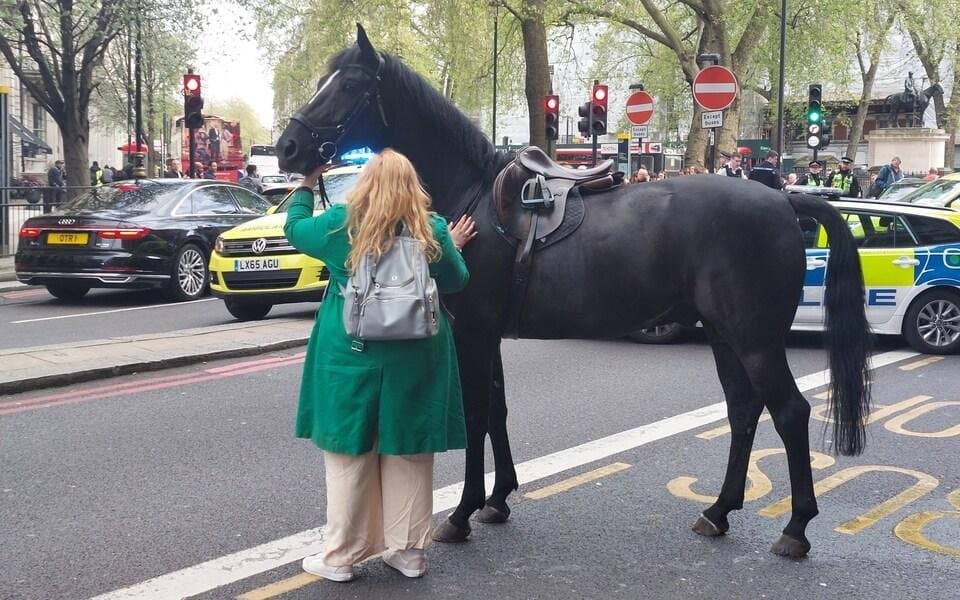 Deux chevaux de l'armée britannique dans un état grave après leur escapade à Londres
