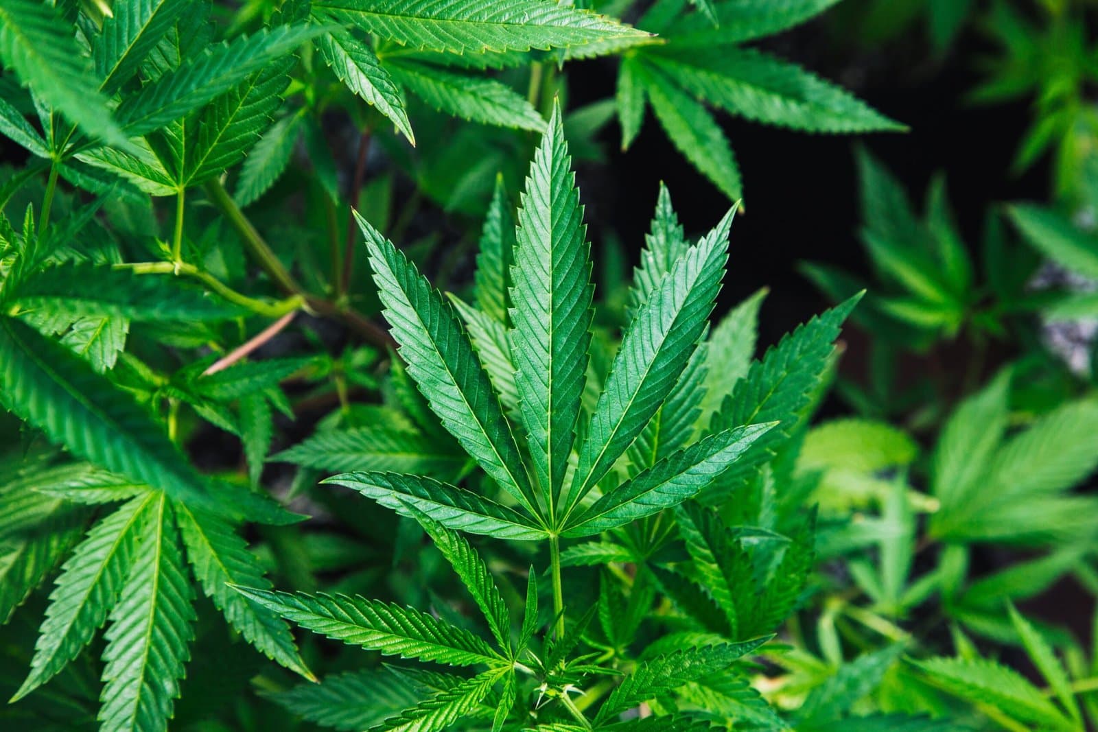 Révolution agricole : Le Maroc inaugure une ère de commercialisation légale de produits de cannabis au SIAM!