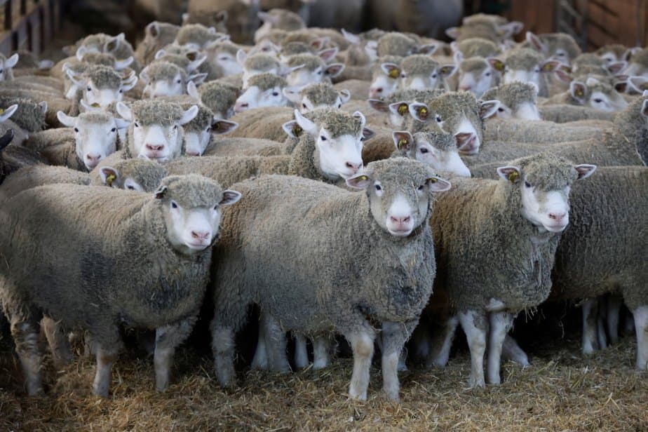 La Roumanie envoie 15 000 moutons au Maroc