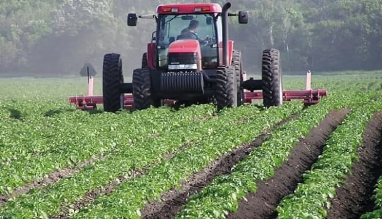 Les récentes pluies ravivent les espoirs des producteurs de plantes sucrières au bassin du Loukkos