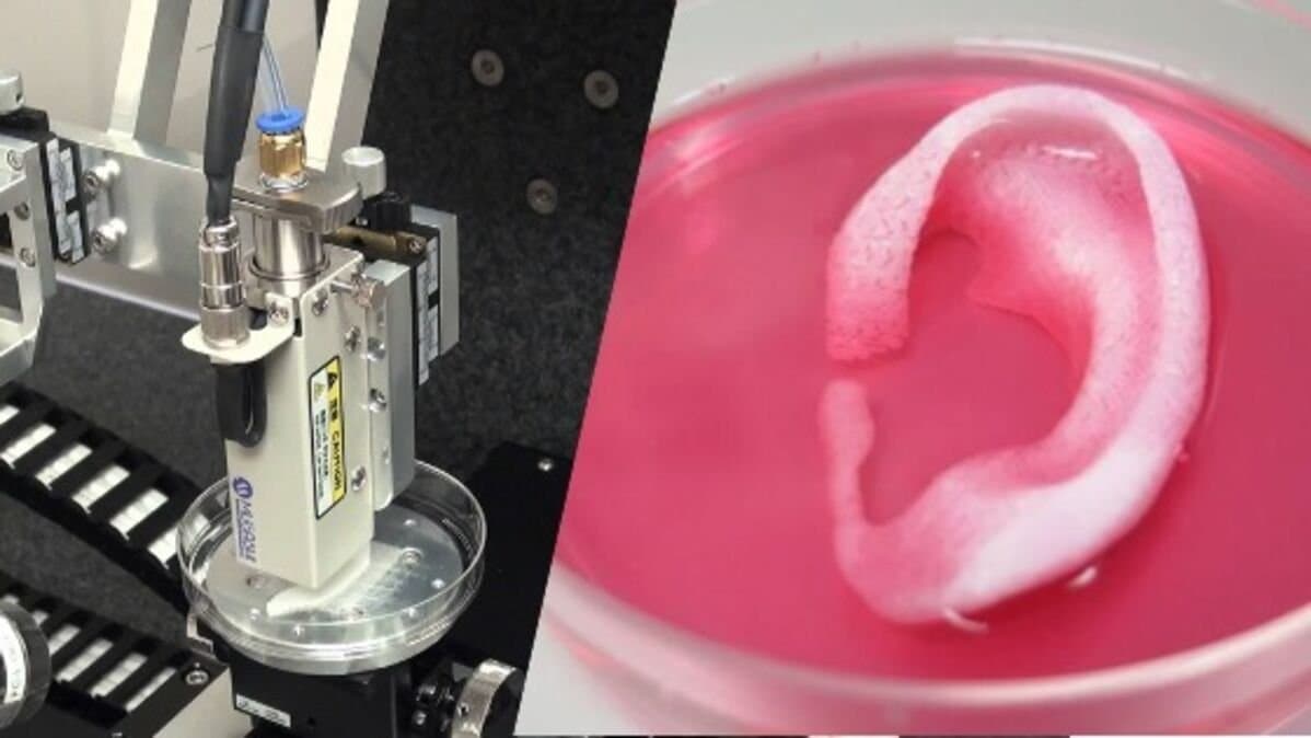 Des chercheurs américains développent des oreilles humaines artificielles grâce à l'impression 3D