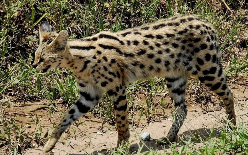 Le léopard, repéré dans une forêt aux abords de Tanger, menacé d'extinction