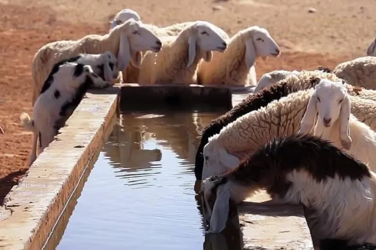 Algérie.. La hausse des prix des moutons suscite des inquiétudes à l'approche de l'Aïd al-Adha