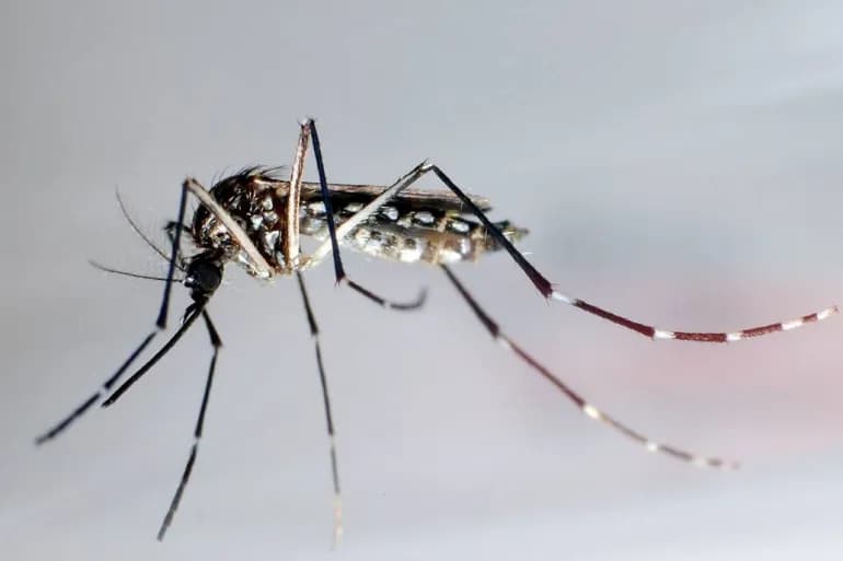 OMS : Les infections à la dengue augmentent dans le monde