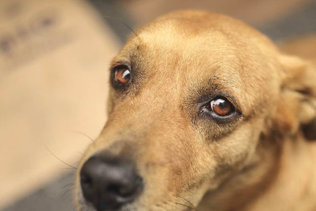 Chiens errants au Maroc : Entre méthodes brutales et initiatives humanitaires