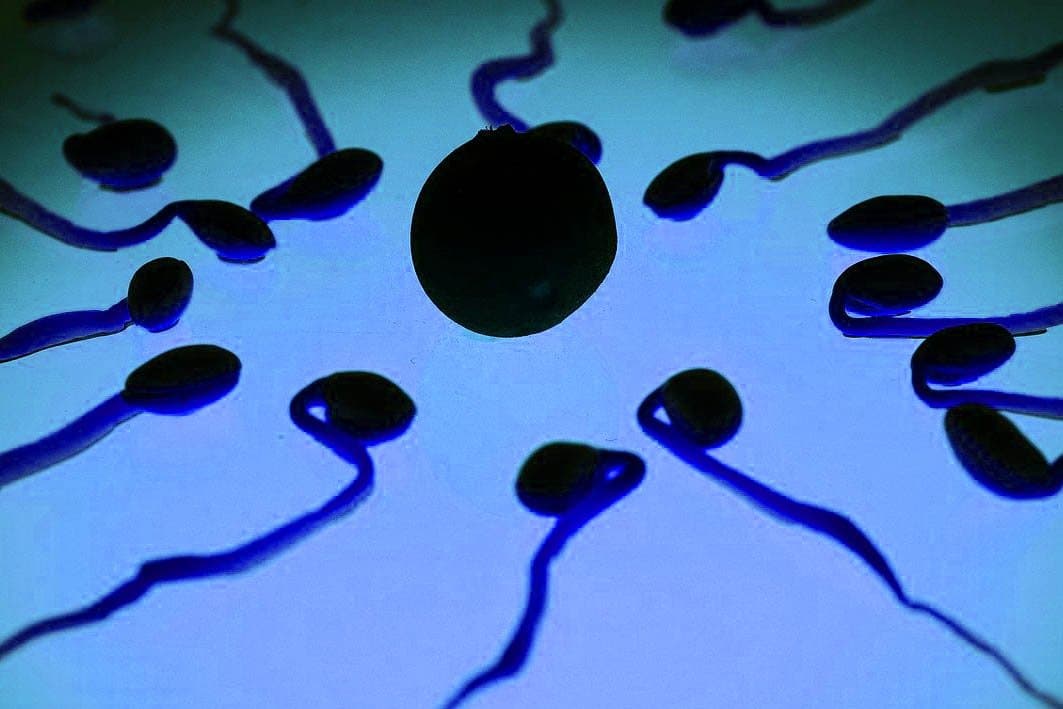 Fertilité en Déclin : Les Défis Démographiques de la France Moderne