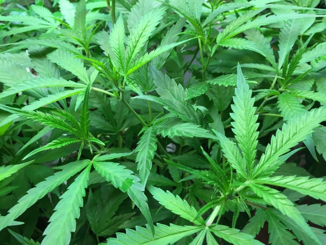 États-Unis : vers une nouvelle classification du cannabis comme substance moins risquée