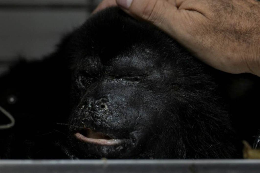 Canicule au Mexique : 138 singes hurleurs retrouvés morts